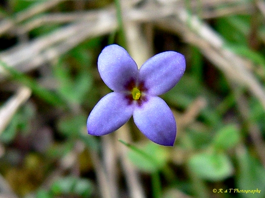 {Houstonia pusilla}